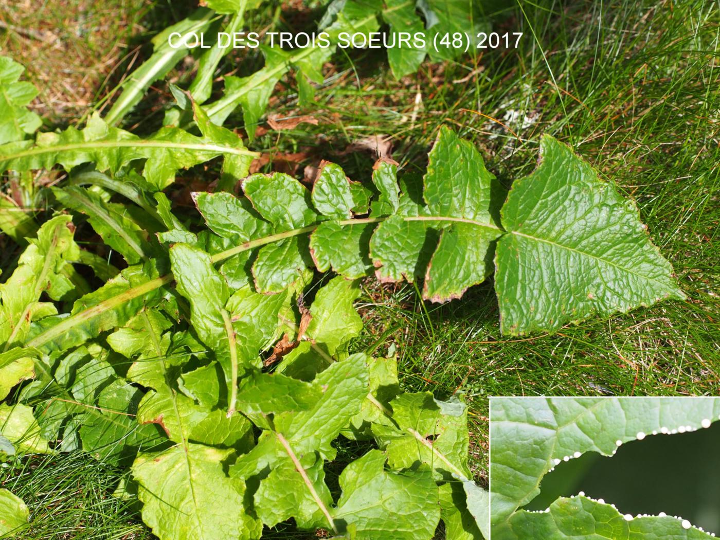 Blue-Sow-Thistle, Hailess leaf